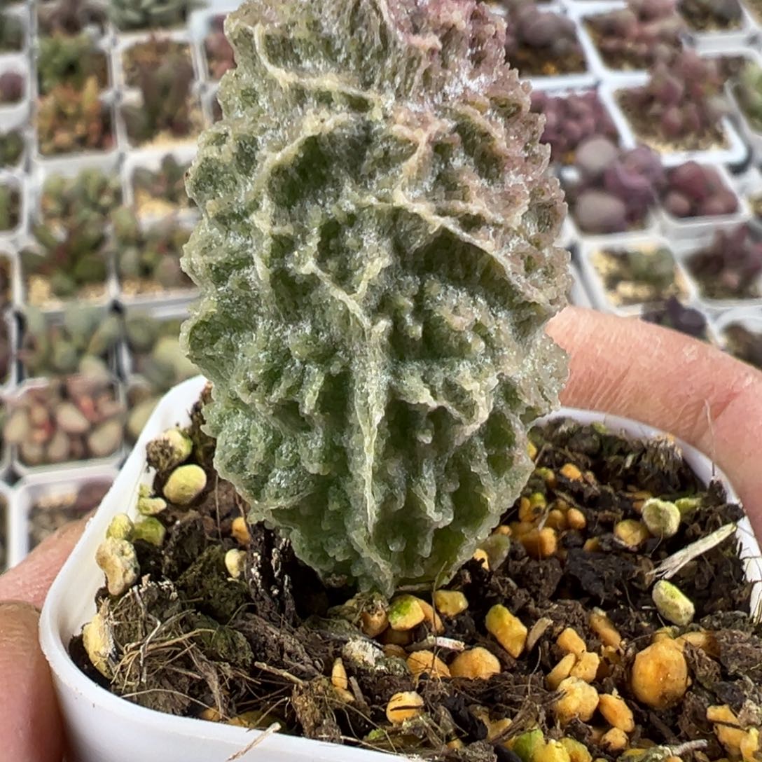 苍龙水泡多肉植物