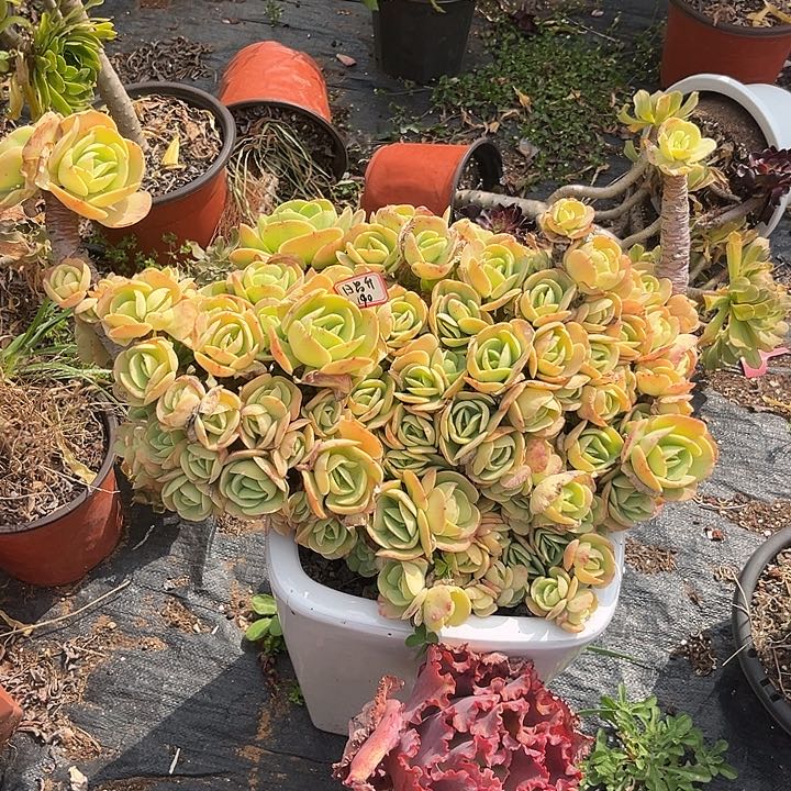 多肉日*升碧桃123456