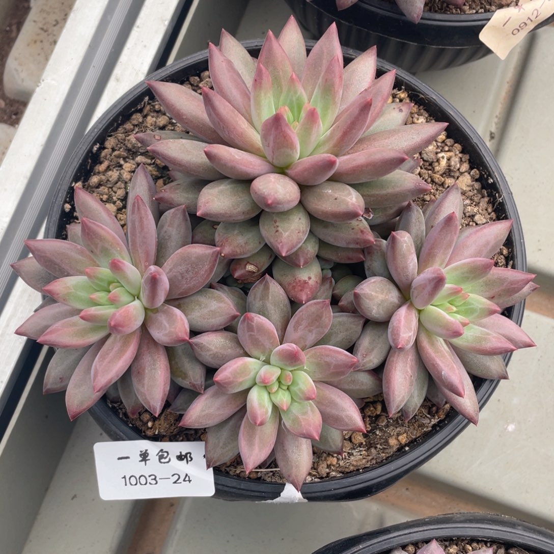 1003-24-虞。。。。。。