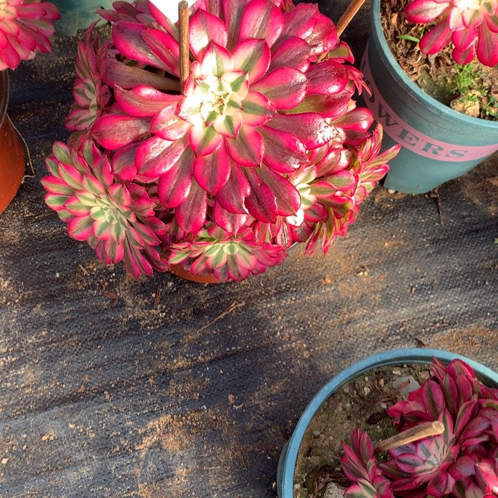 479红铜多肉植物特价