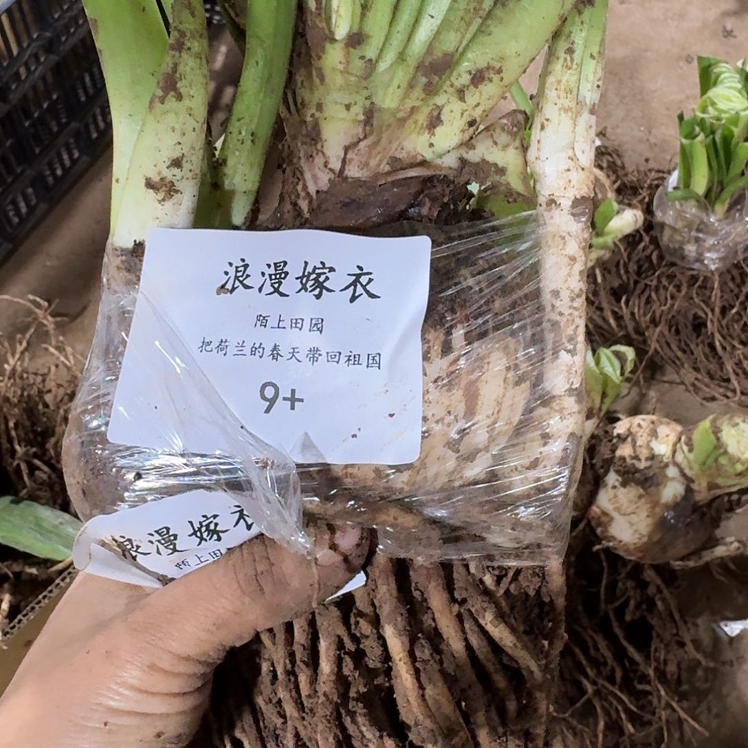 浪漫嫁衣9+开花球发发