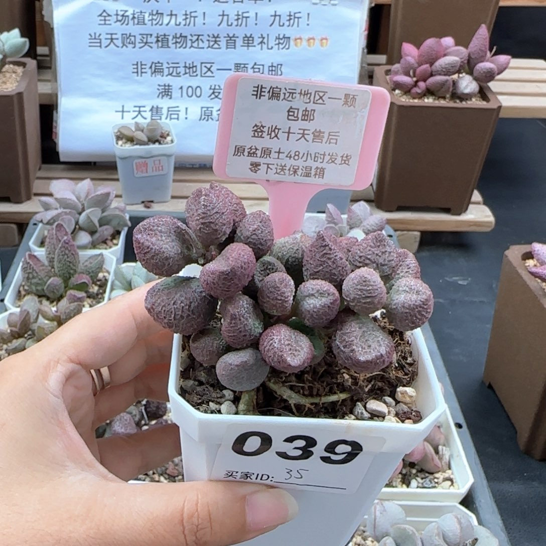 039水蜜桃多肉植物