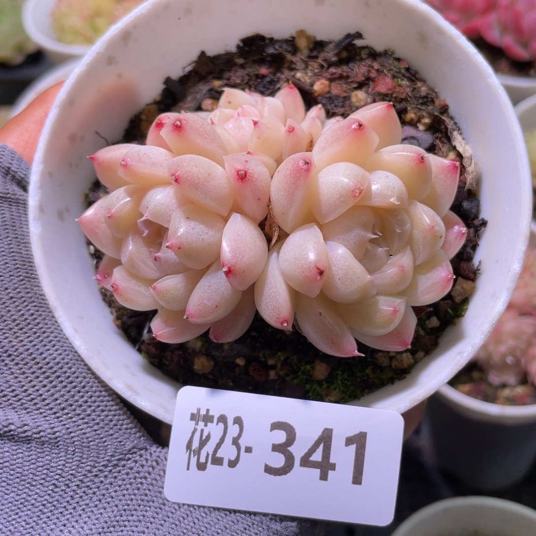 花利美23-341麦秆