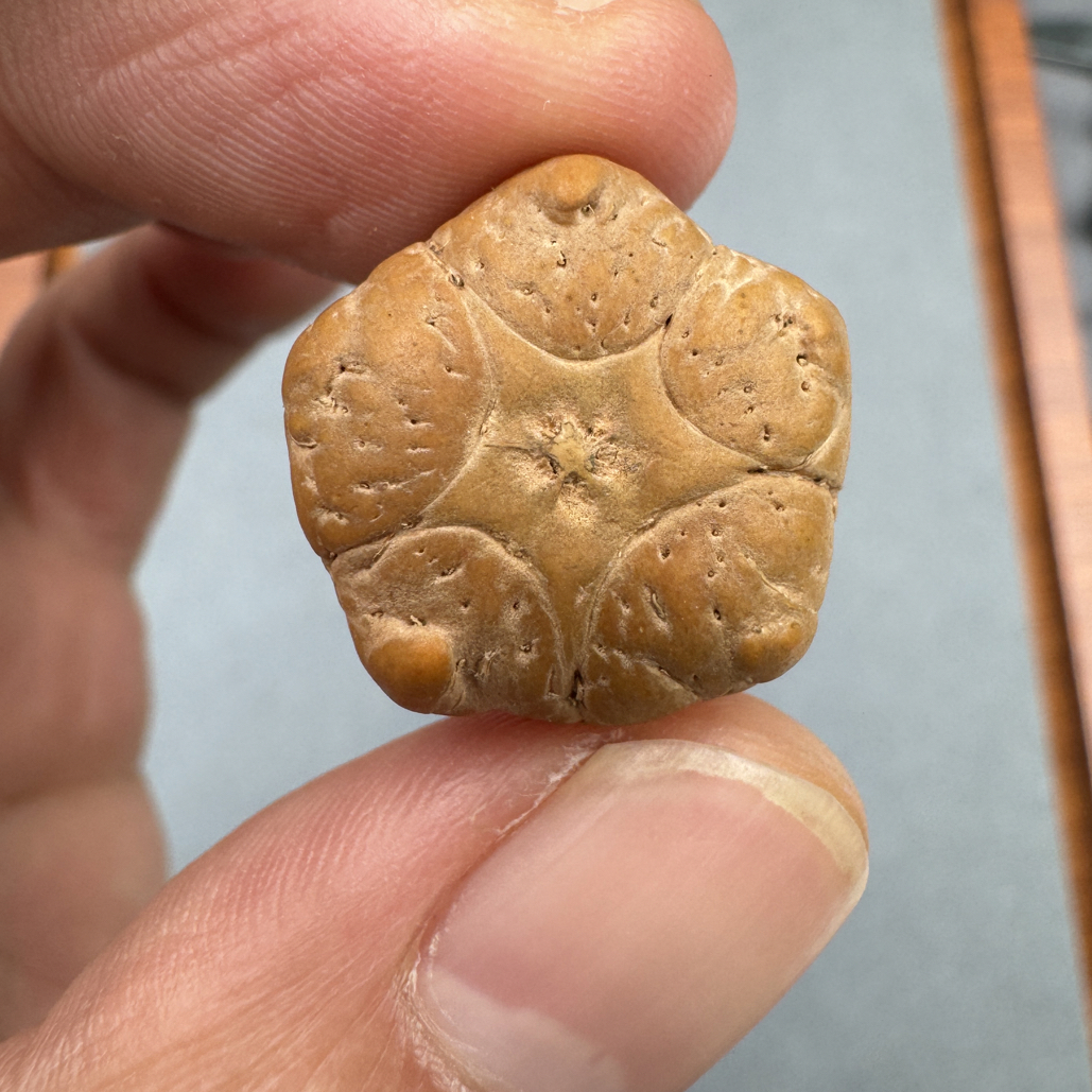 19+尼泊尔五星上将菩提凤眼三通佛头，非质量问题开孔不退