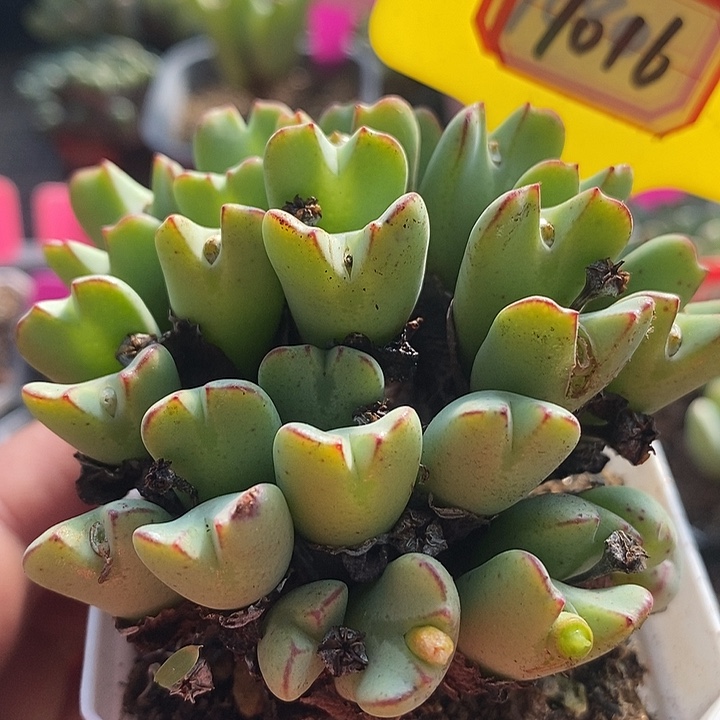 你们要吃的不就剩几样7016