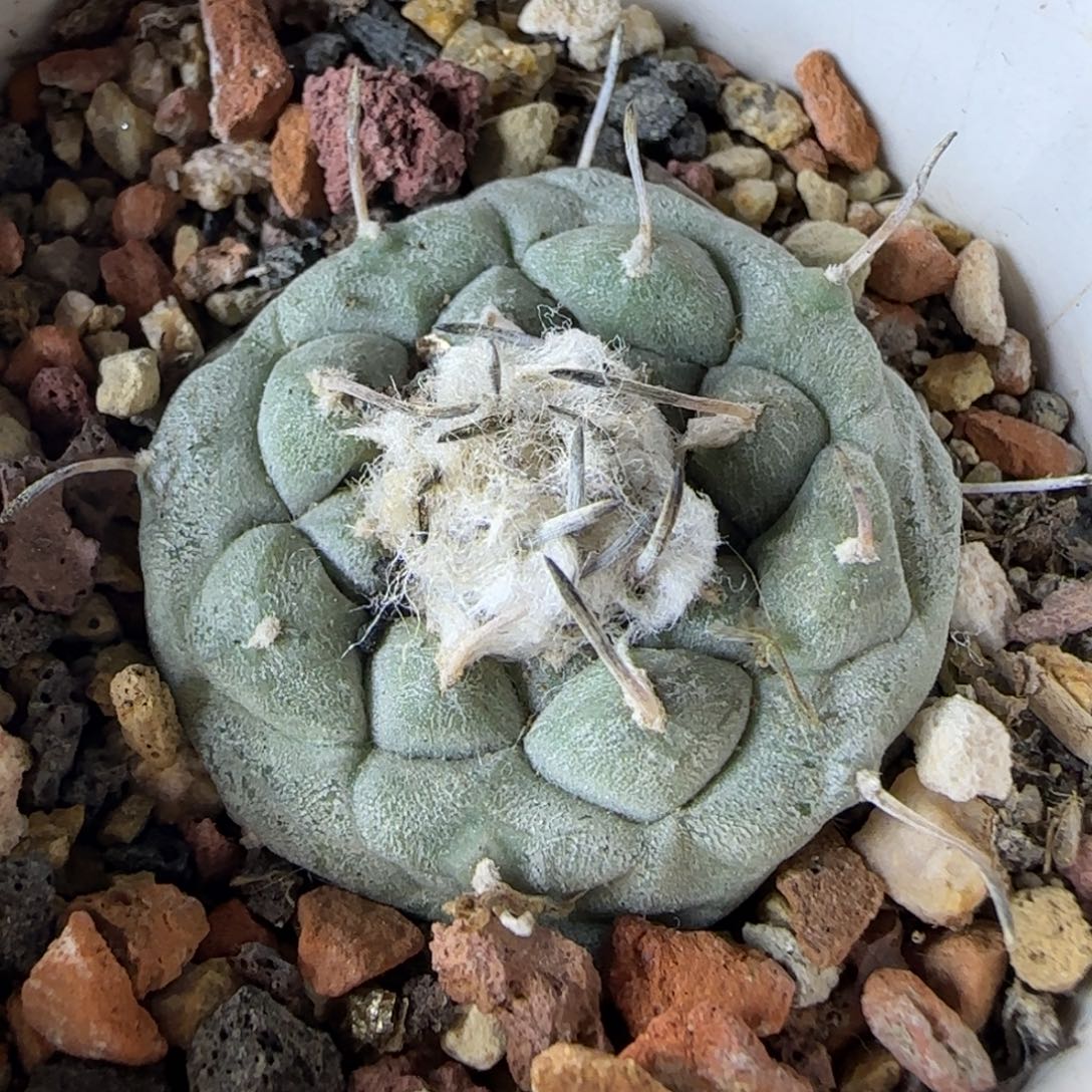 187实生冬云多肉3.1