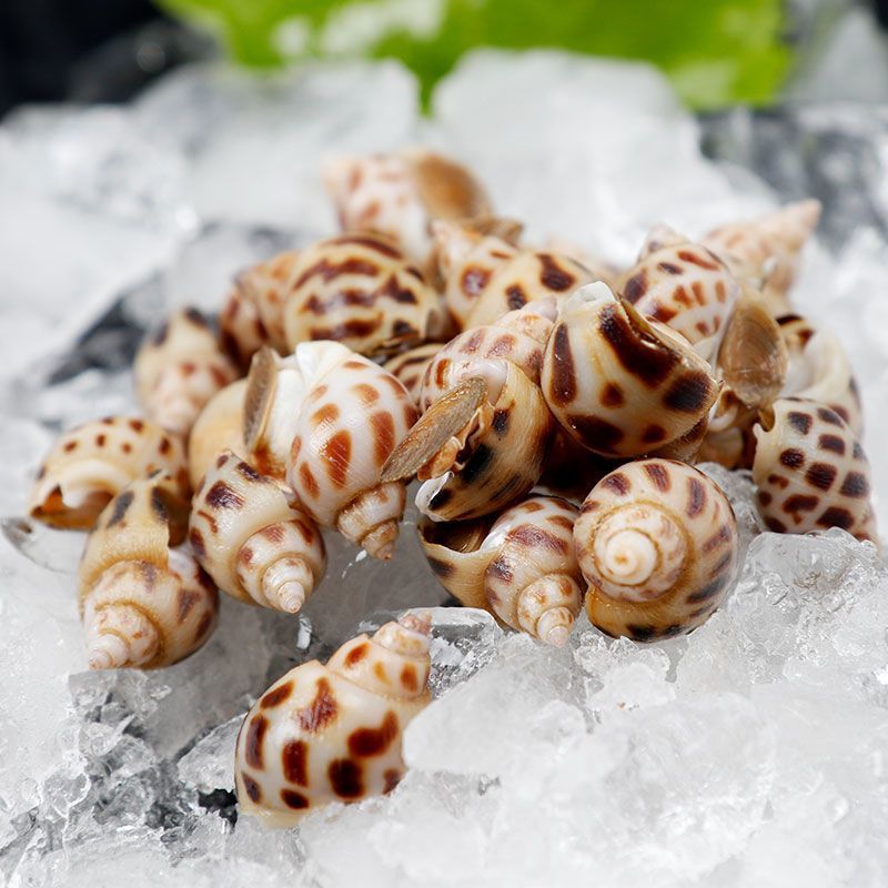 旺螺花螺新鲜海捕顺丰发货次日达海鲜