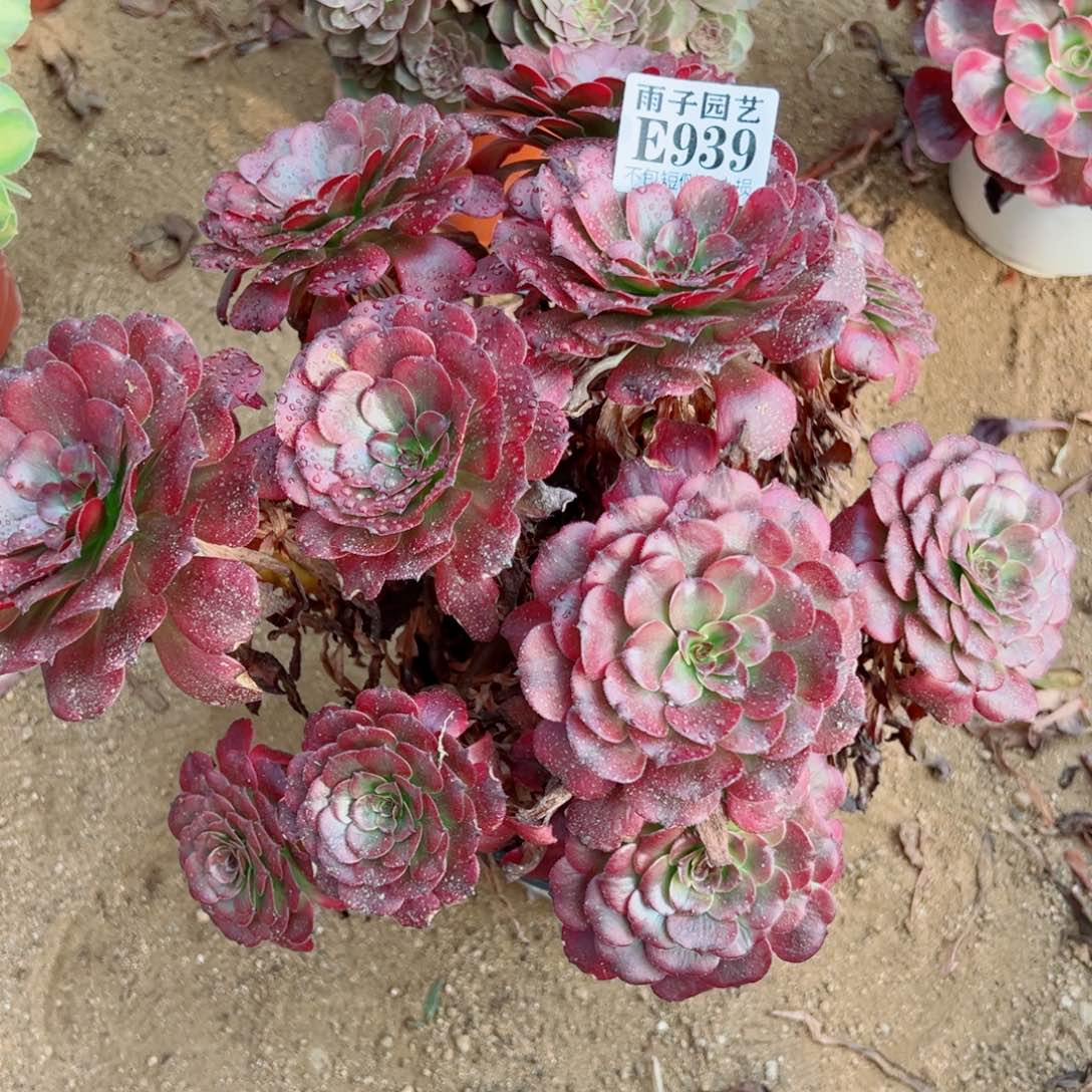 939美姬尺寸35左右