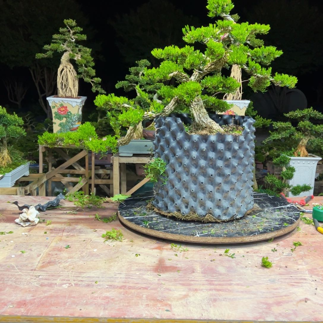 大***V无花朵广东皱皮雀舌黄杨