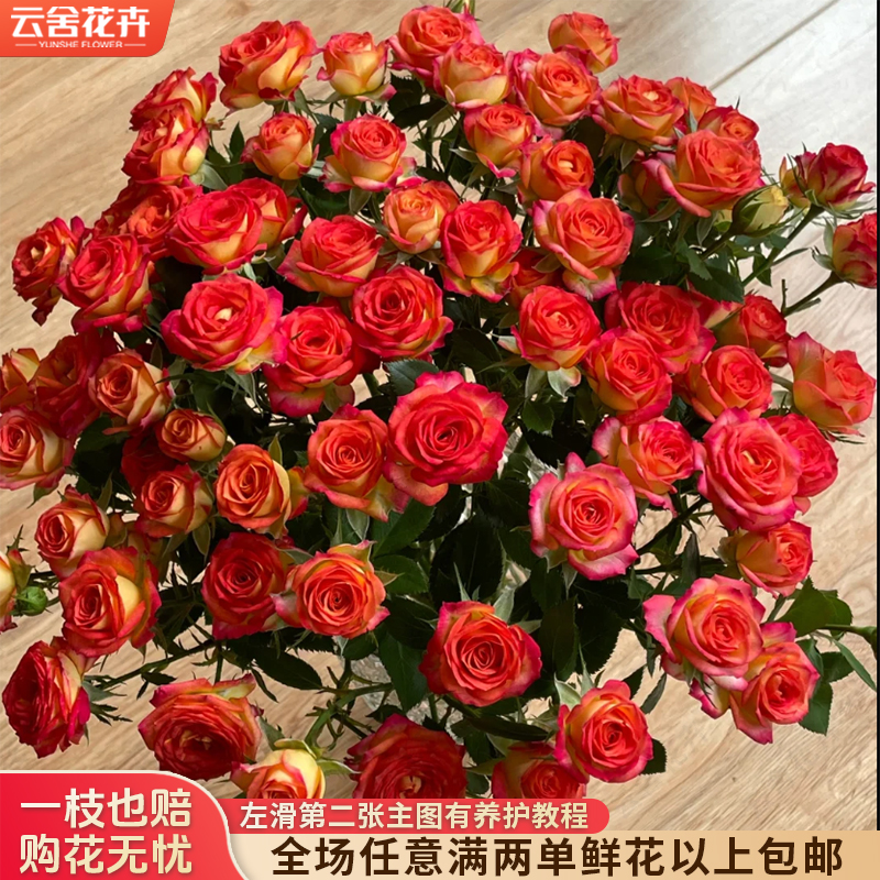 【云舍花卉】【爱丽丝】多头玫瑰 全场任意满两单及以上鲜花包邮发货
