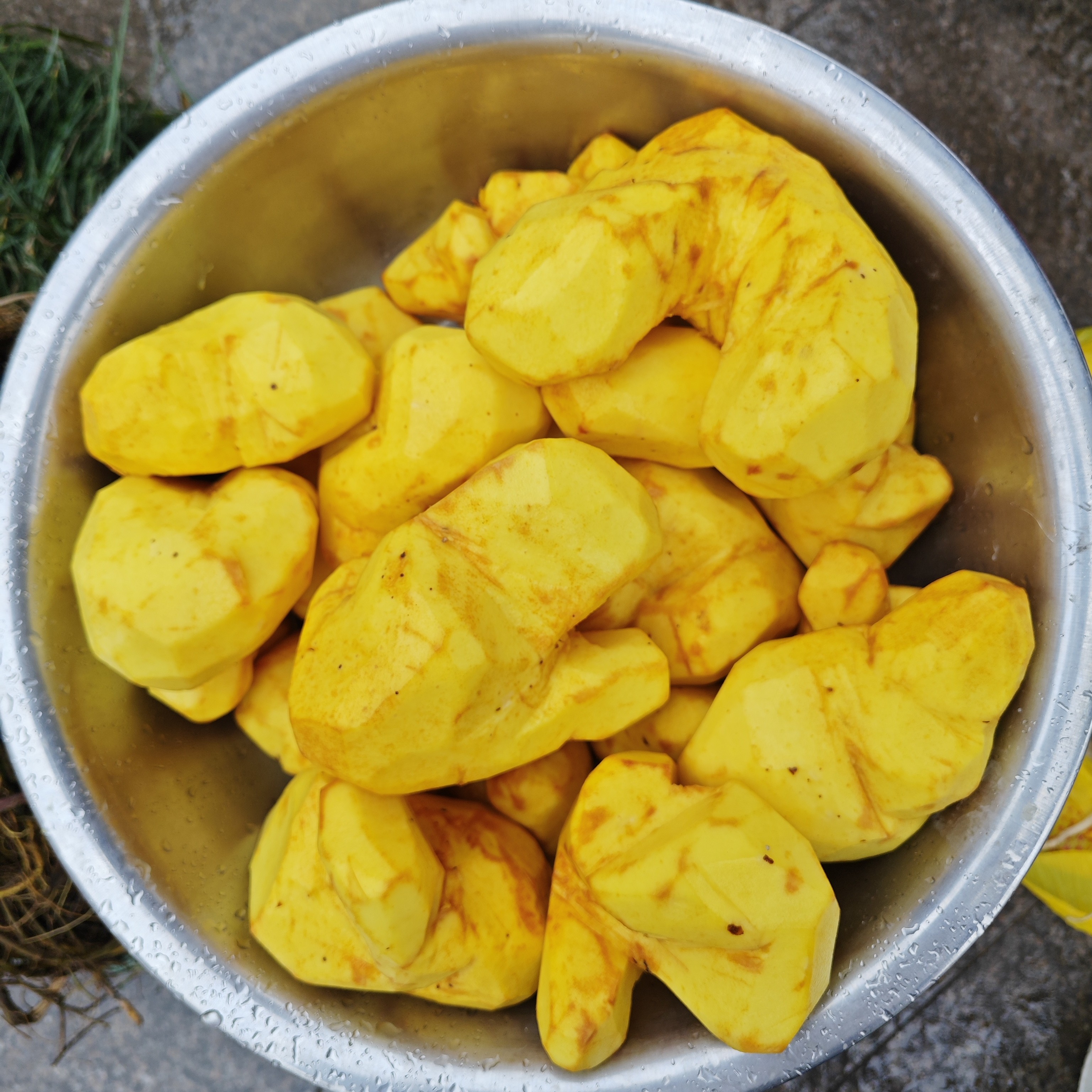 【寿宁本地传统种植黄独】