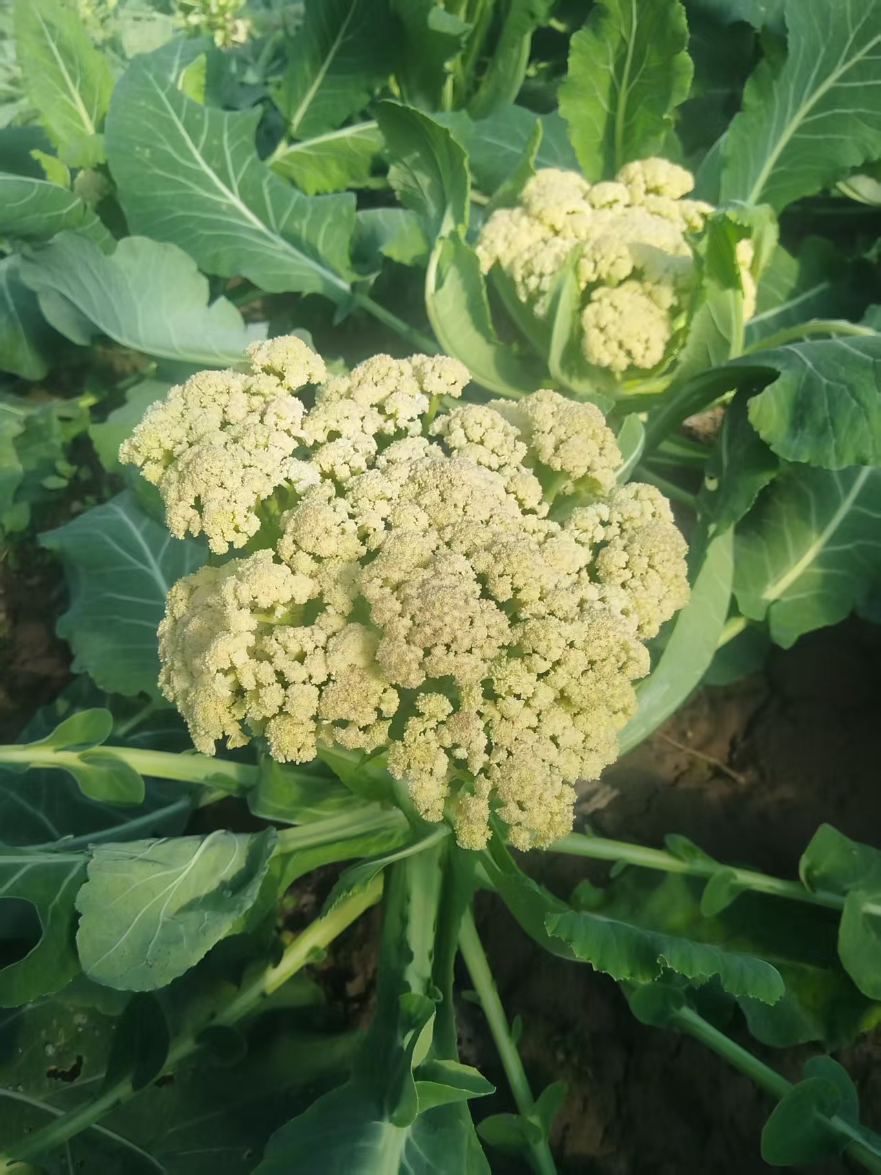 特价散花菜新鲜菜花品相不好松花菜5斤