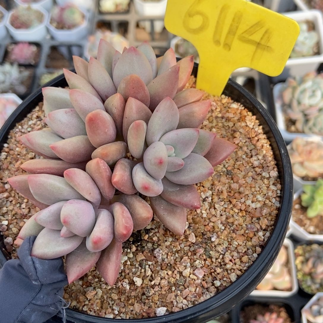 6114桃花源多肉植物保护