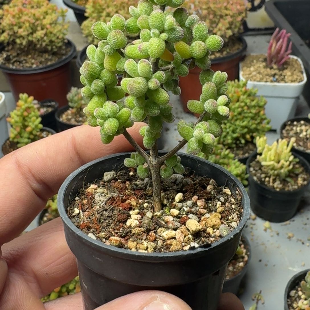 王**乞多肉植物枝干番杏