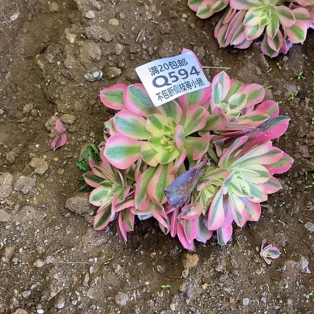 594女巫多肉法师锦