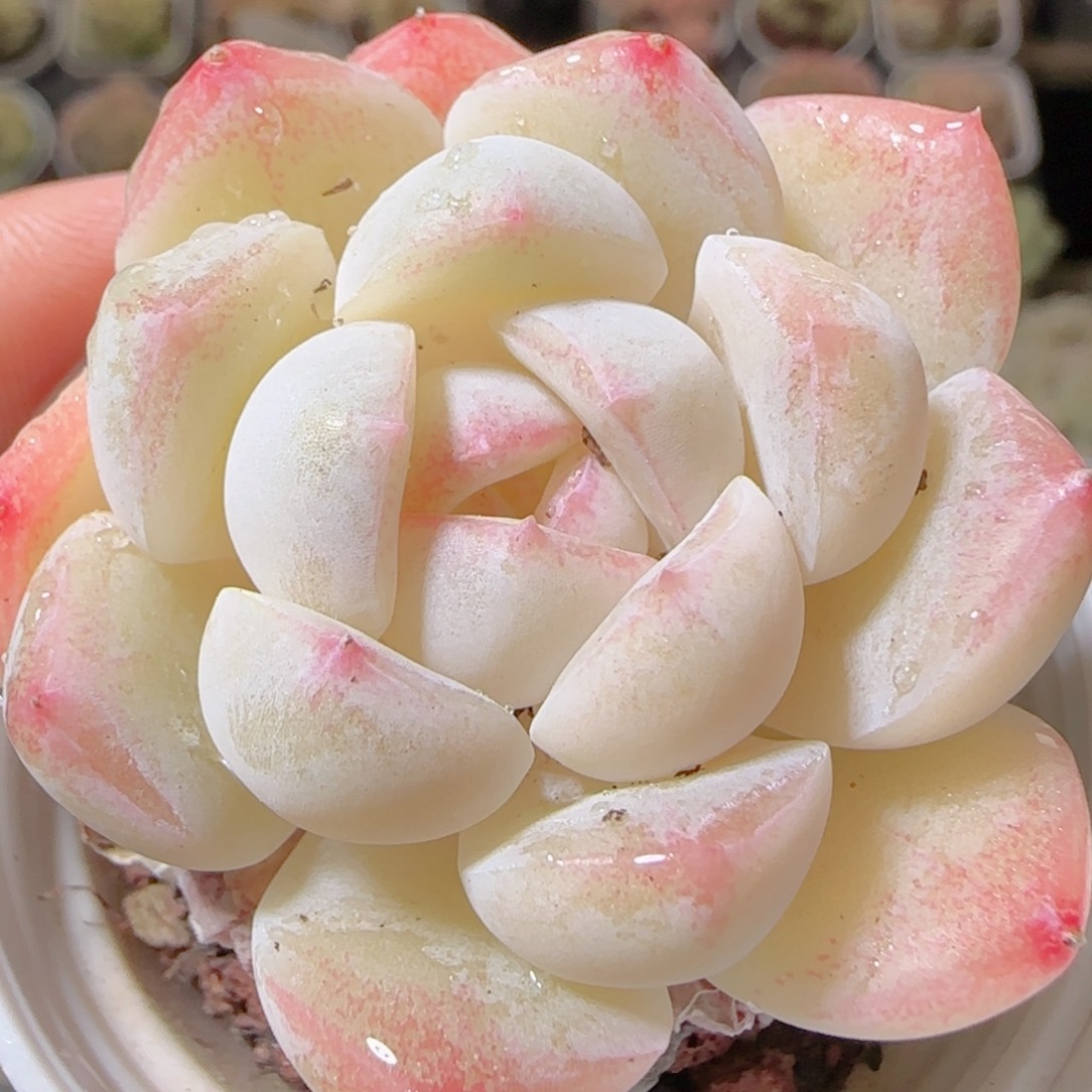 花语多肉1208-55溏心