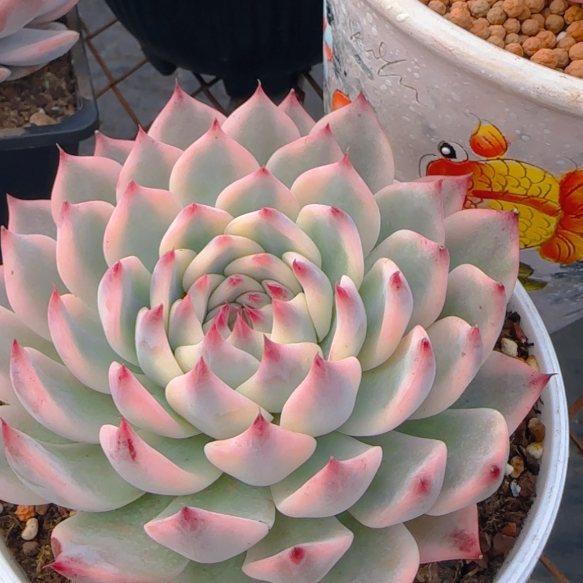 【闪购商品】吉娃娃锦99