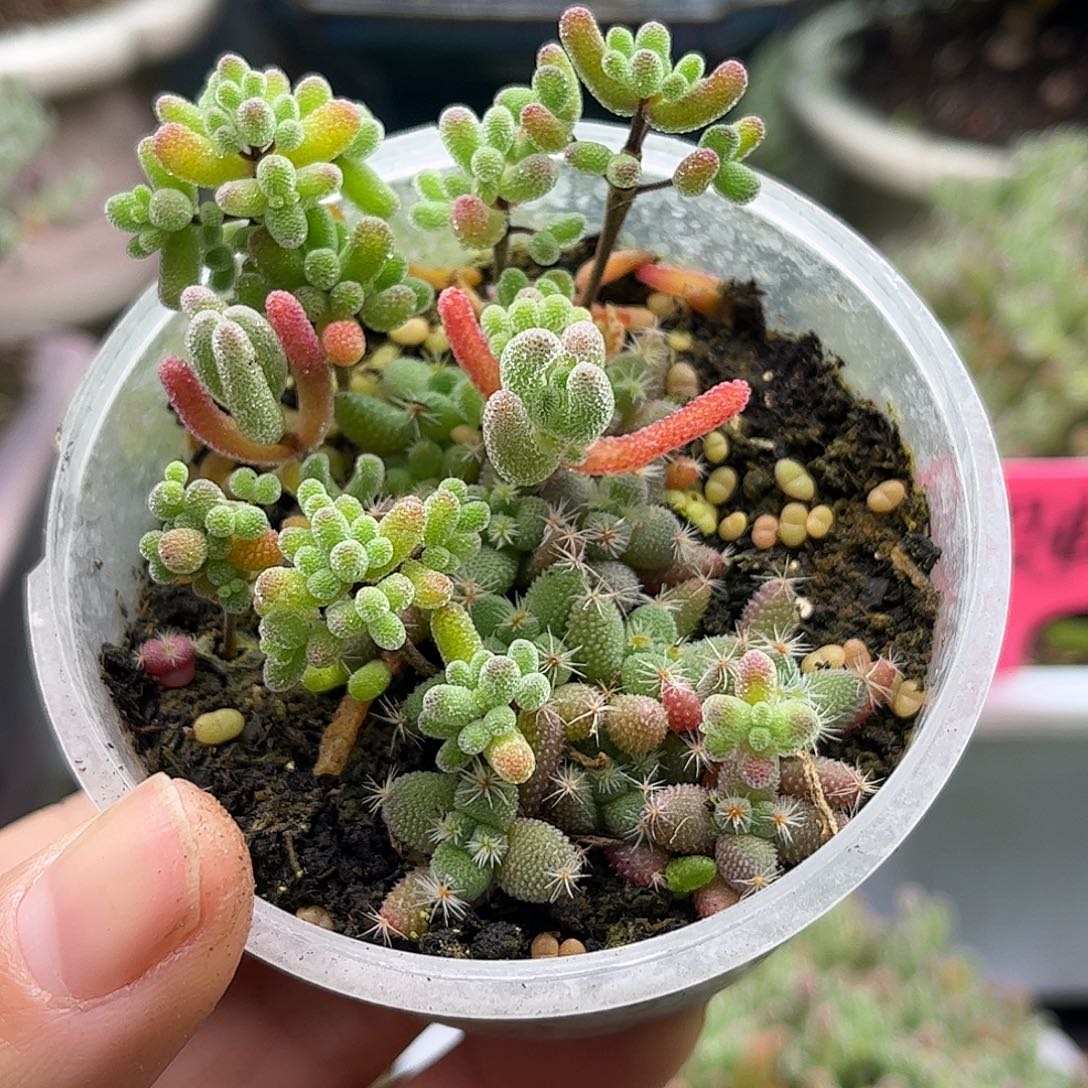 29混播切糕优选枝干