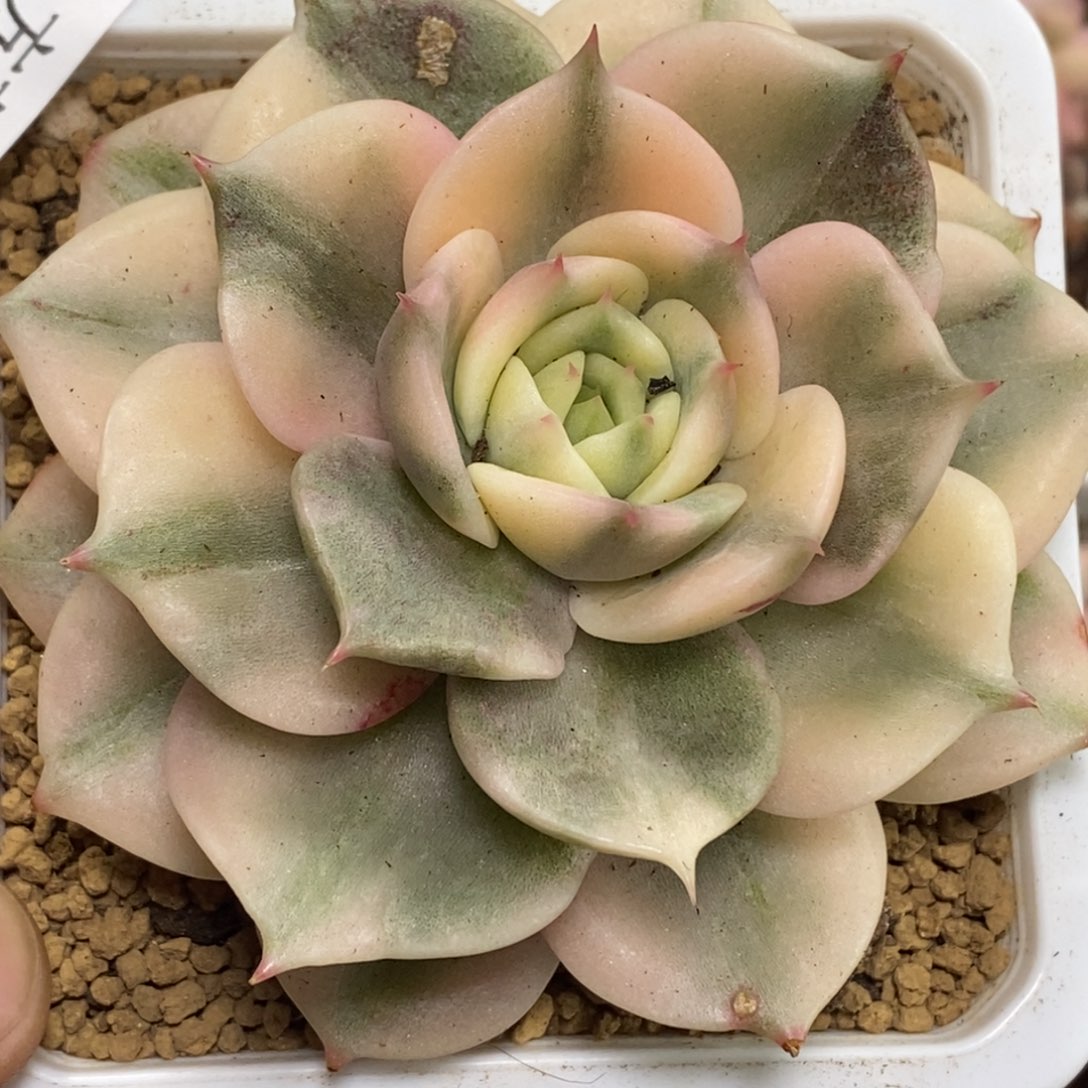 13贝加尔湖锦 小方花圃一物一拍