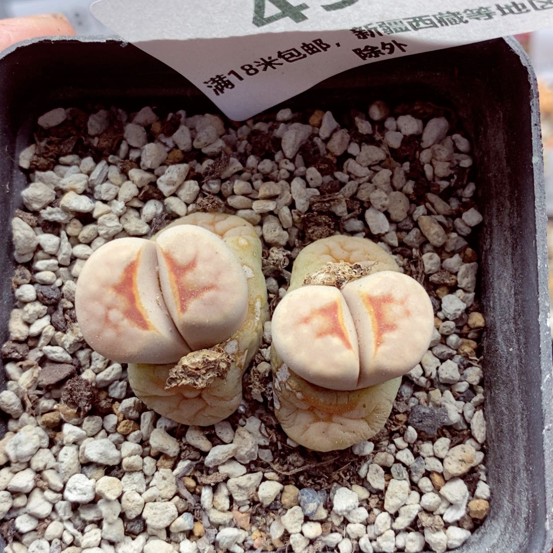我的小姐姐们都是491