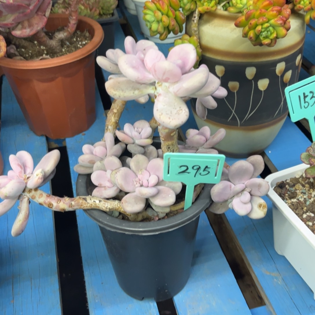 小雨多肉桃霜老桩