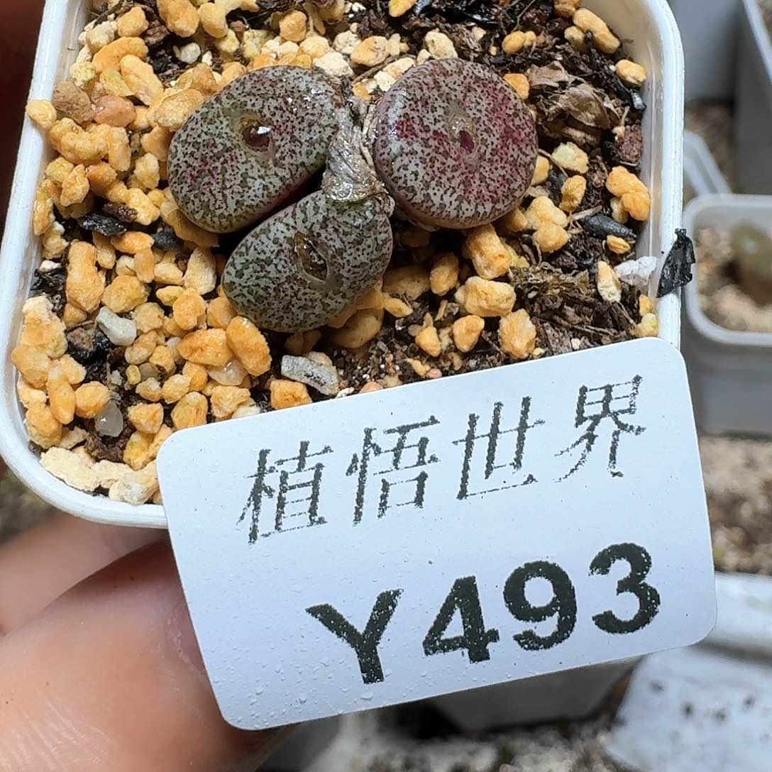 493号多肉植物哇c v