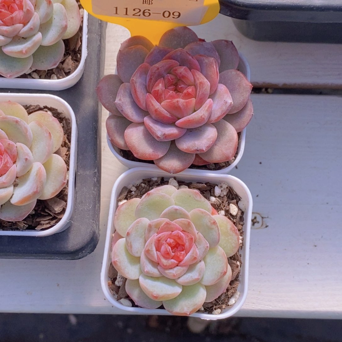 1126-09-精品葡萄珍妮➕雪芙蓉单头