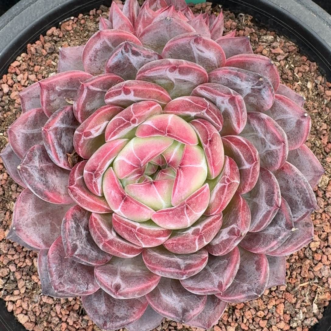 从前慢花园多肉编号1230-102