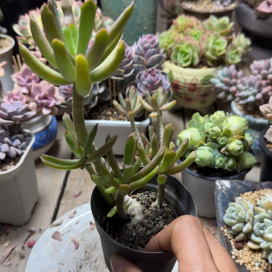 细竹马多肉植物gouchi