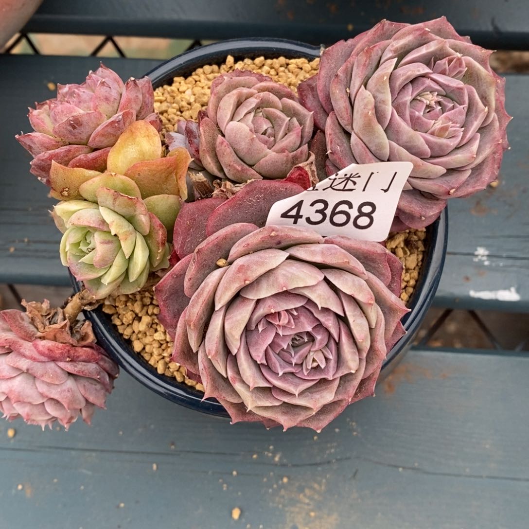 用****4不包整散掉头4368