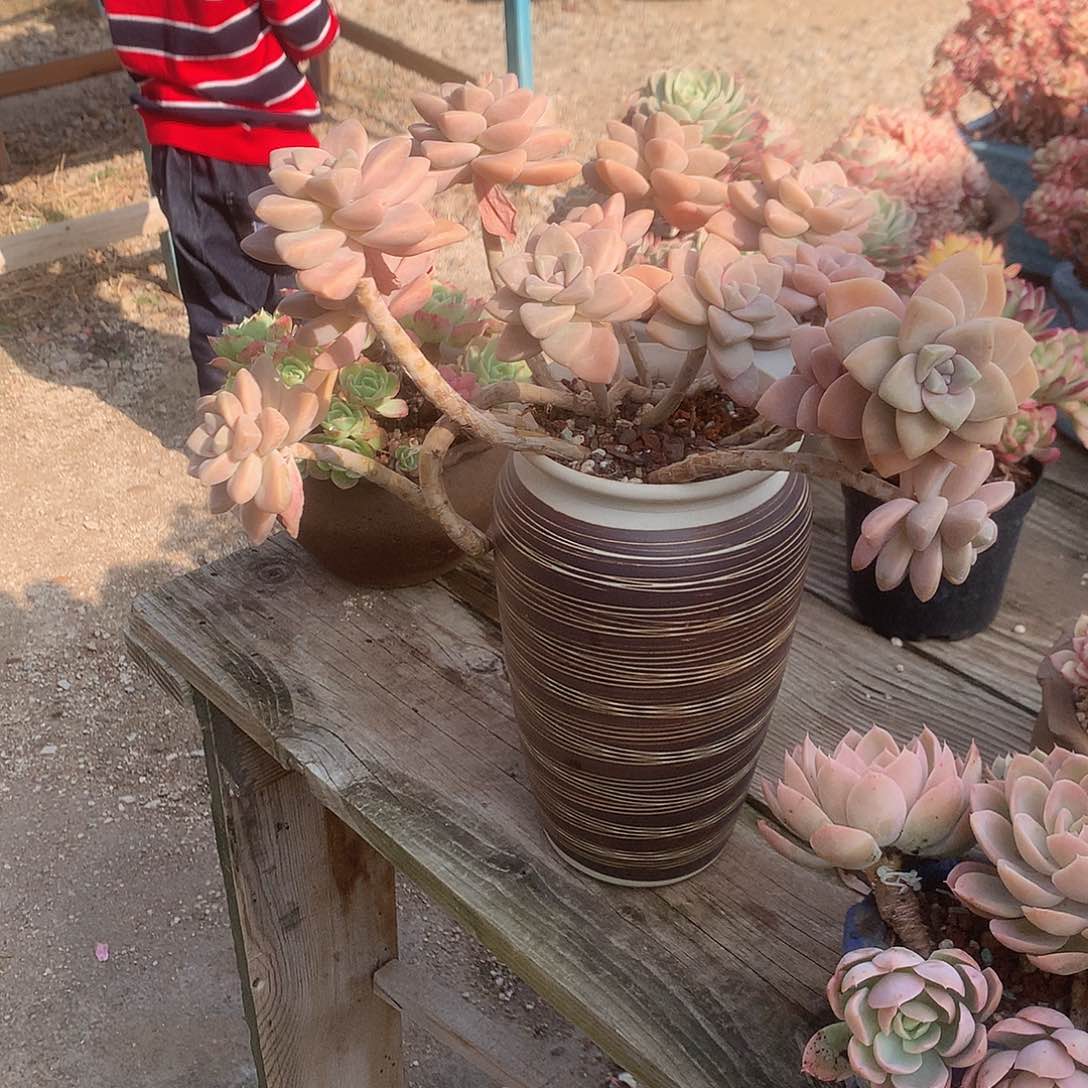 灿***爱杏美人多肉植物脱土