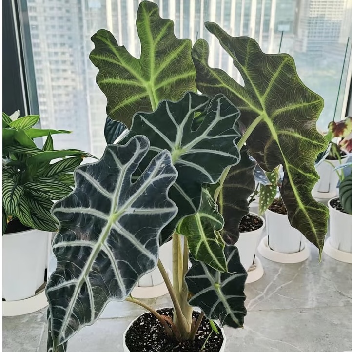 大仙女海芋多年生耐热阳台室内桌面观叶盆栽