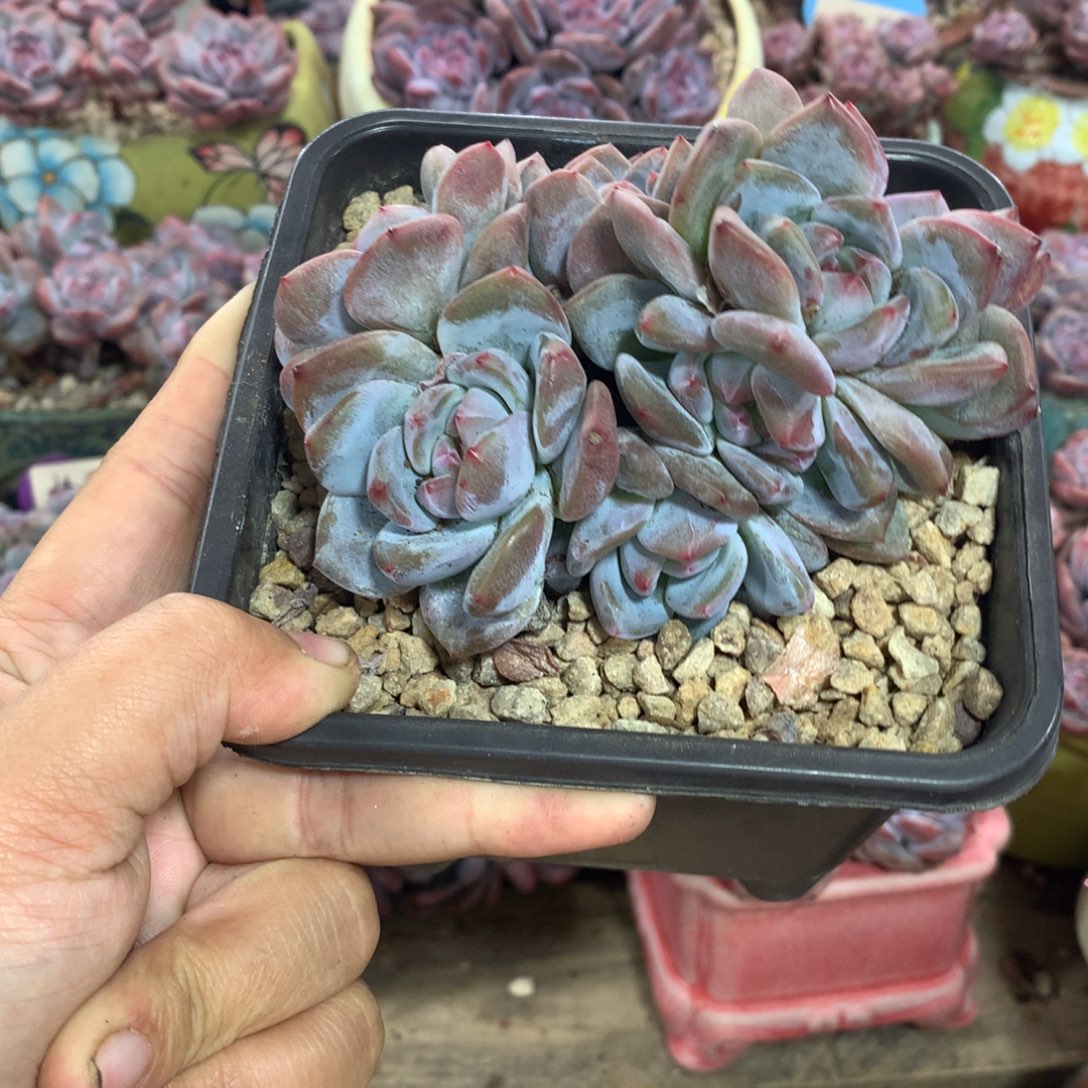 哈哈哈哈哈哈哈哈7