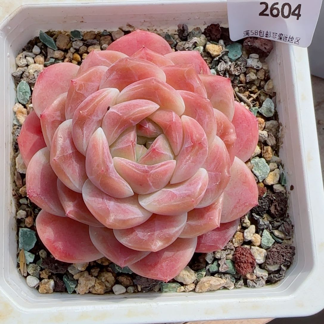 冰魄，2604多肉植物