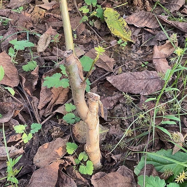 无花朵三角蛙嫁接树一年苗