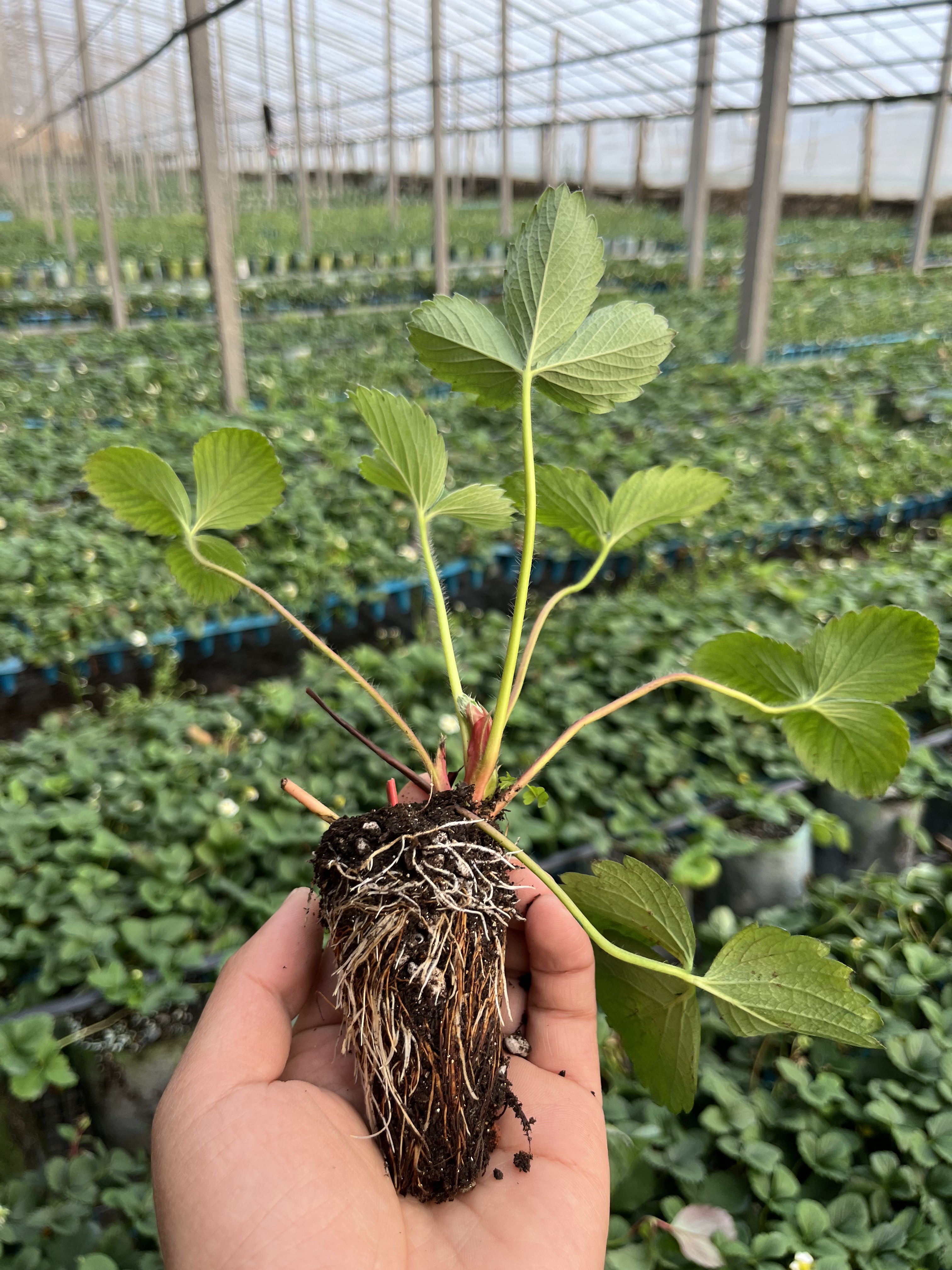 福袋专用草莓苗穴盘苗