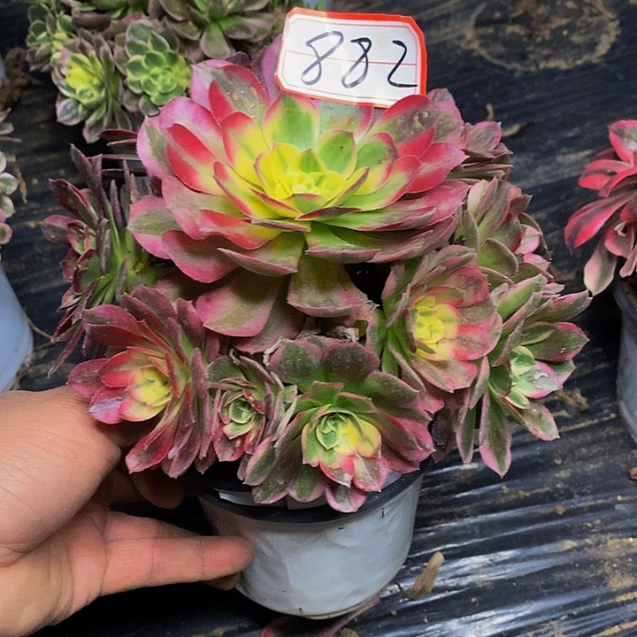 粉体海王老桩捧花882号
