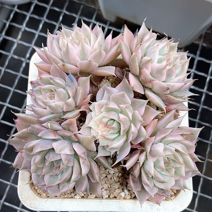 玛格丽特锦多肉植物