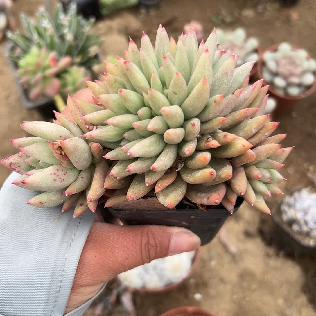 多肉植物多肉植物