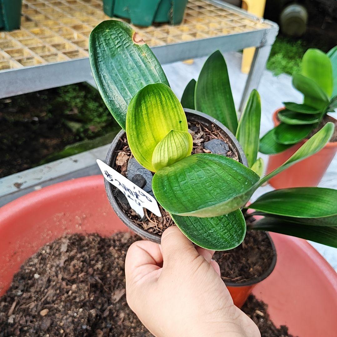 完全开放君子兰精品一年