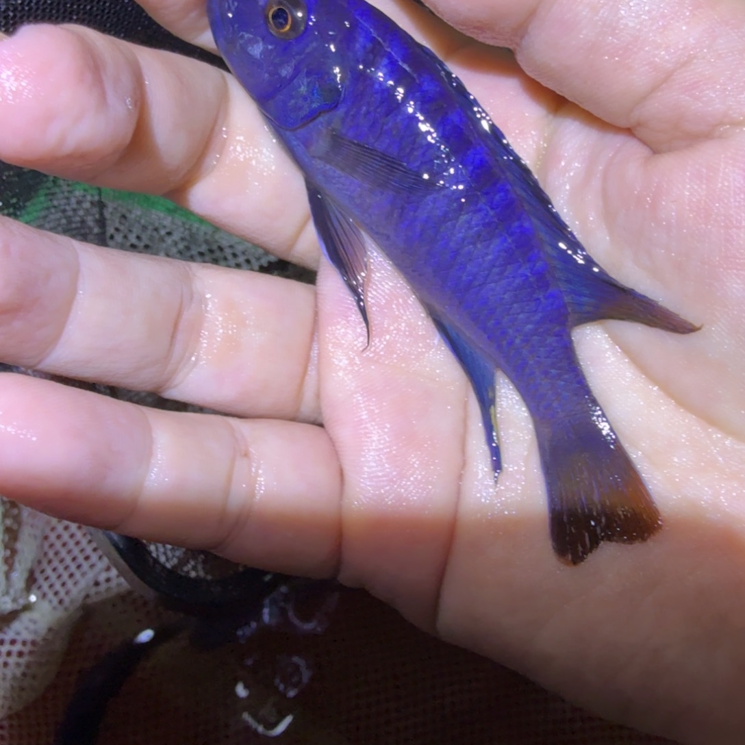 访***客慈鲷鱼87号姆潘佳黄尾乱纹8-9
