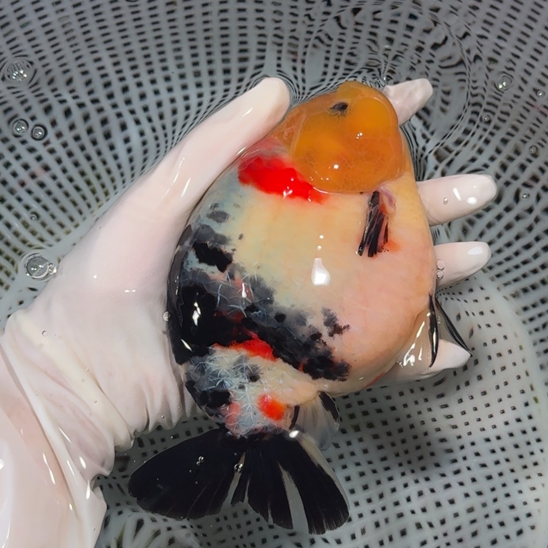 海水鱼精品高货兰寿