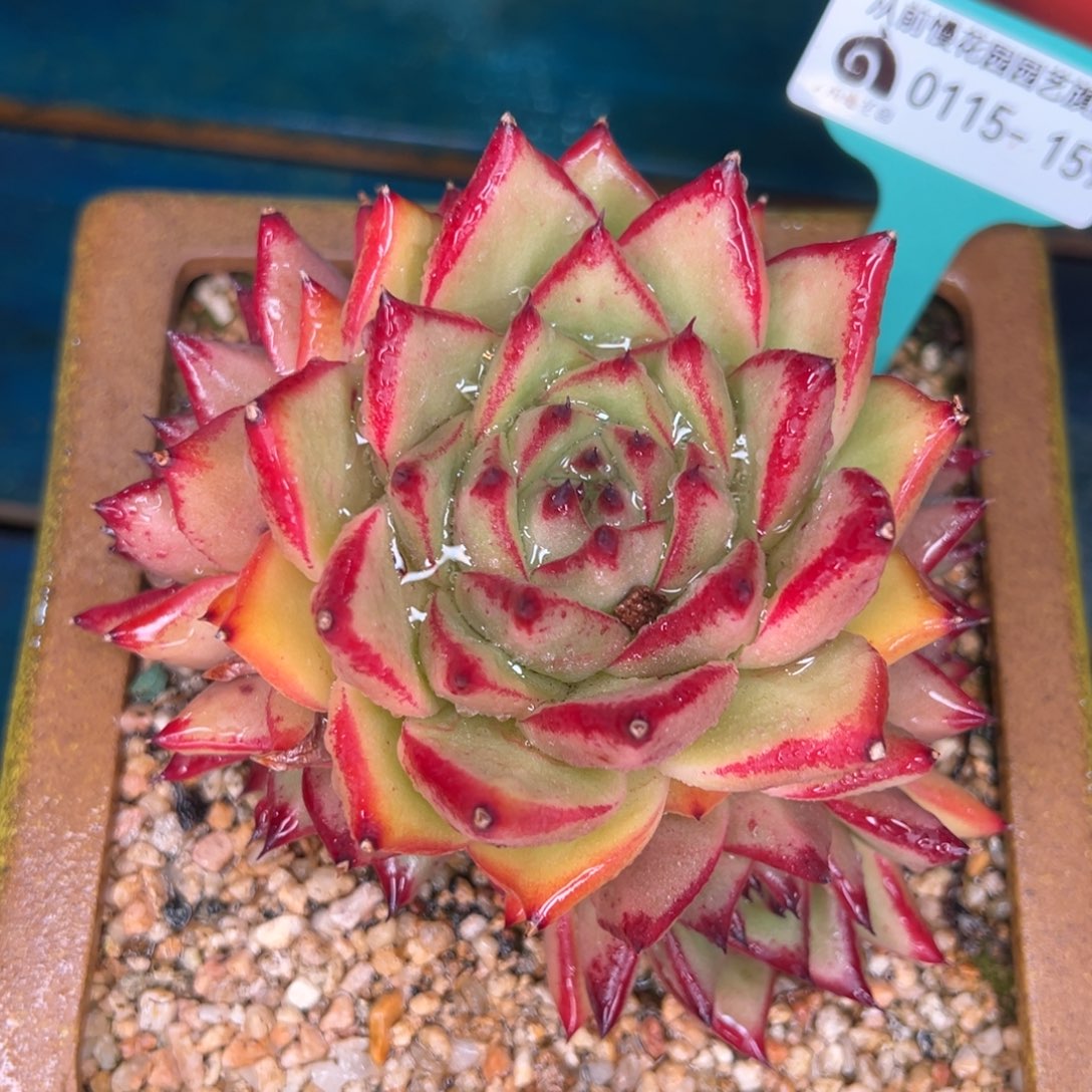 从前慢多肉精选编号0115.159