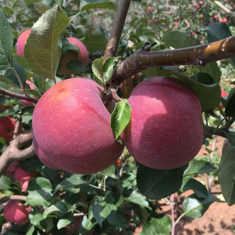  【阿宇推荐】----昭通苹果