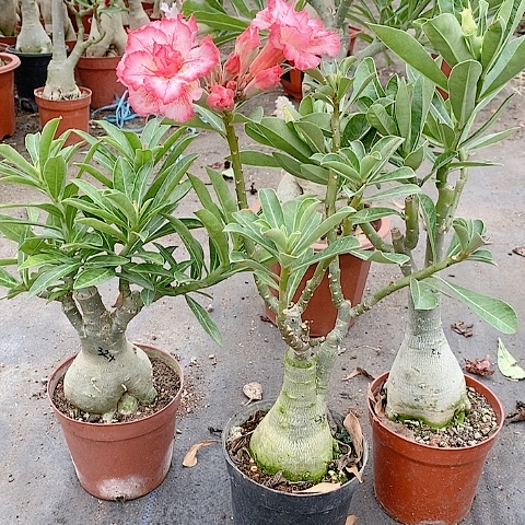 【闪购商品】无花朵白***啡