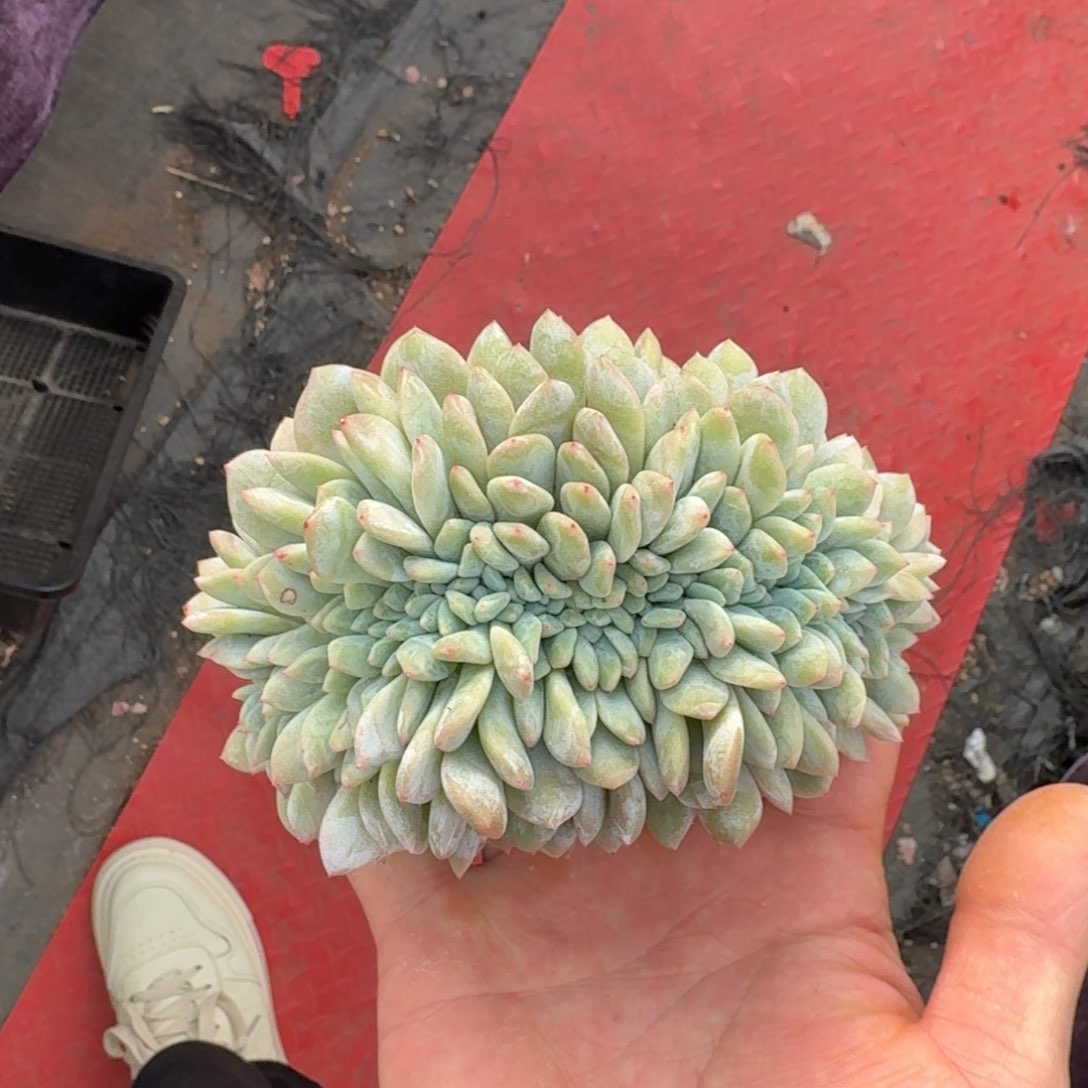 13厘米的尺寸一物一拍的