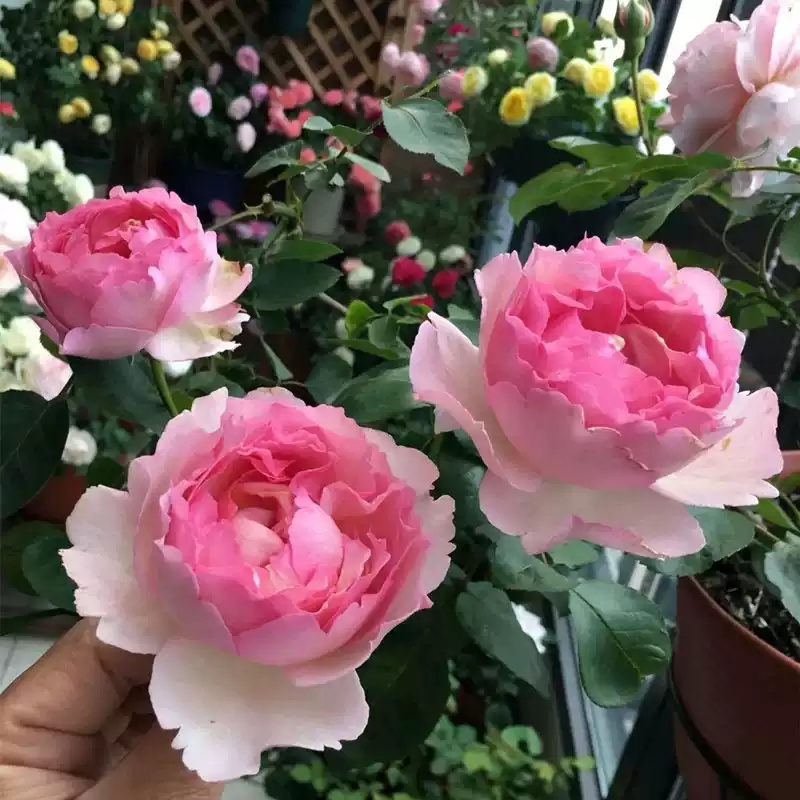 伊芙唯一 月季大花浓香伊芙经典玫瑰阳台庭院盆栽花卉