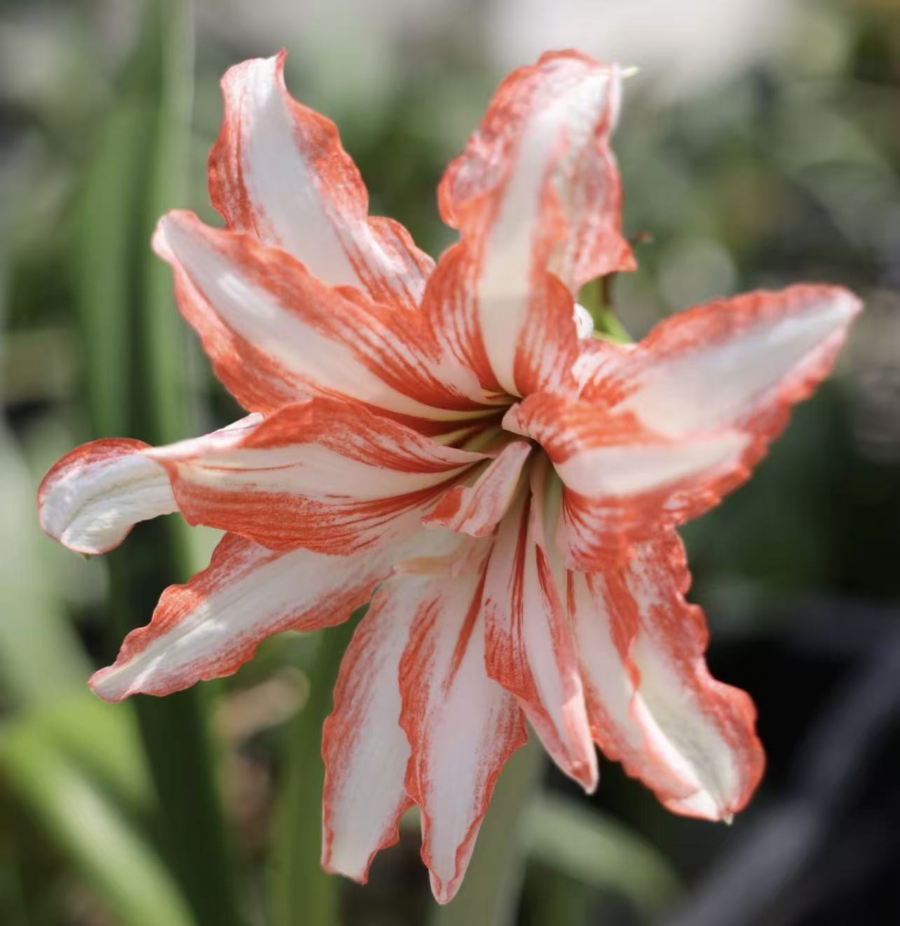 【美芹之献】直播间讲解为准★朱顶红种球