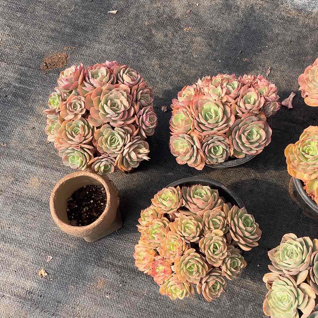 黄玫瑰23.8米  量拍多肉