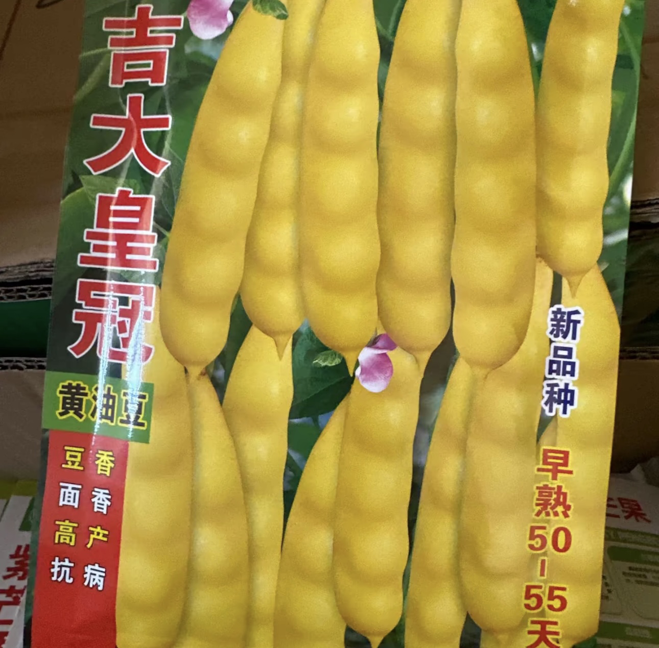 吉大皇冠豆角籽，